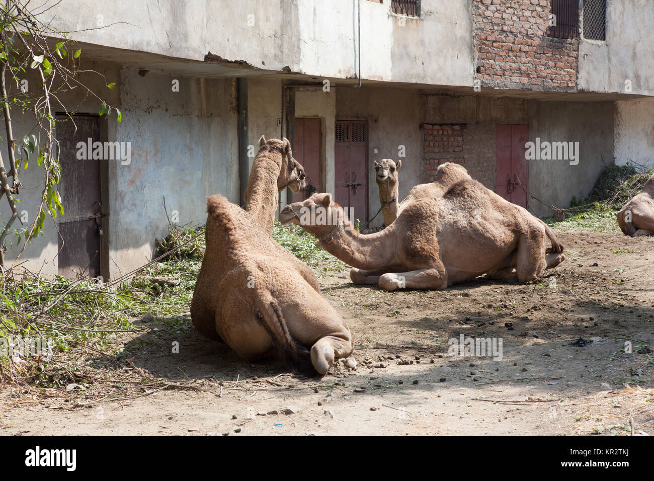 Trekking con il cammello in India Foto Stock