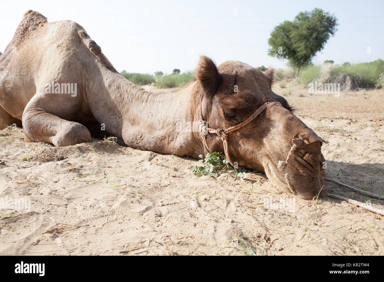 Trekking con il cammello in India Foto Stock