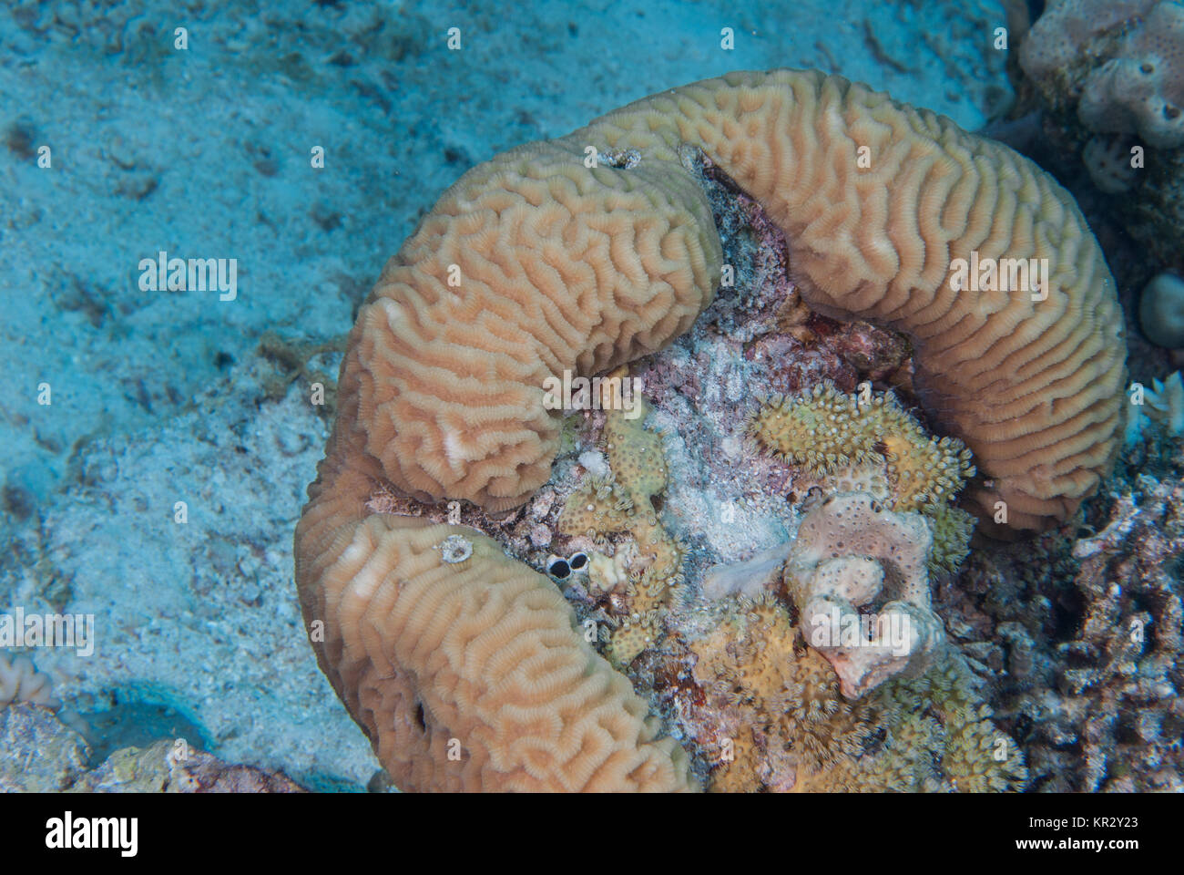 Brain Coral, Platygyra daedalea, Favidae, Sharm El-Sheik, Mar Rosso, Egitto Foto Stock