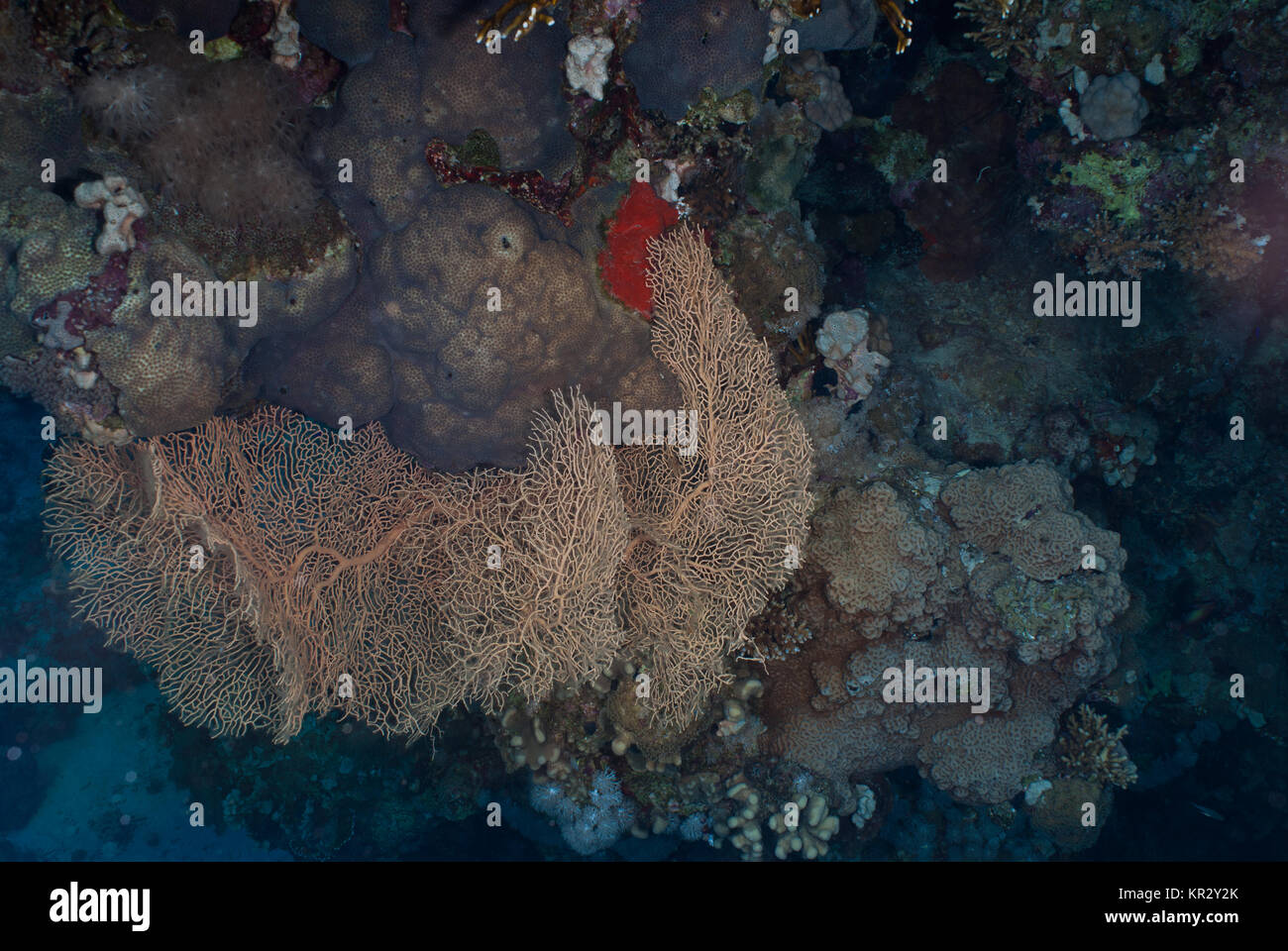 Giganti di Mare-ventola, Annella mollis, Subergorgiidae, Sharm el Sheik, Mar Rosso, Egitto Foto Stock