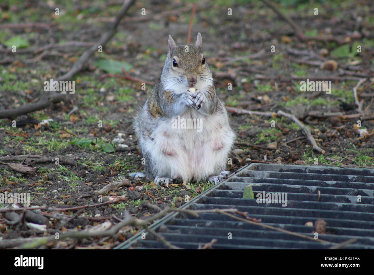 Chunky alimentazione scoiattolo sui dadi Foto Stock
