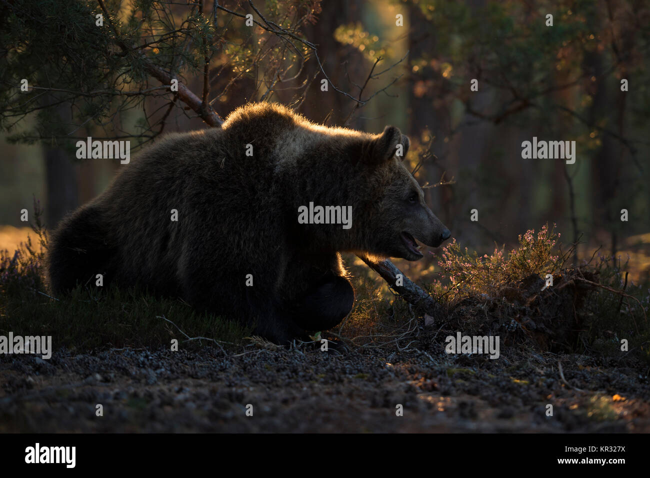 Bearr marrone ( Ursus arctos ), sdraiato, appoggiata nel sottobosco di un boreale foresta di pini, prima la luce del mattino, morbido retroilluminazione, bella luce rim, l'Europa. Foto Stock