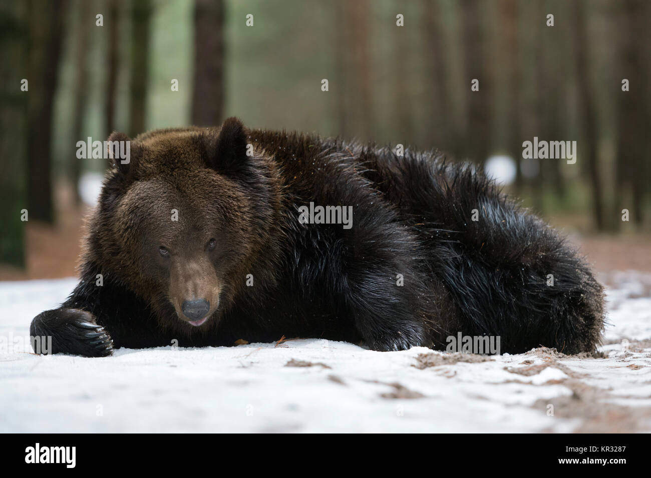 Unione orso bruno ( Ursus arctos ), giovane adolescente, giacente sul terreno, giocando con un po' di neve, sembra divertente, l'Europa. Foto Stock