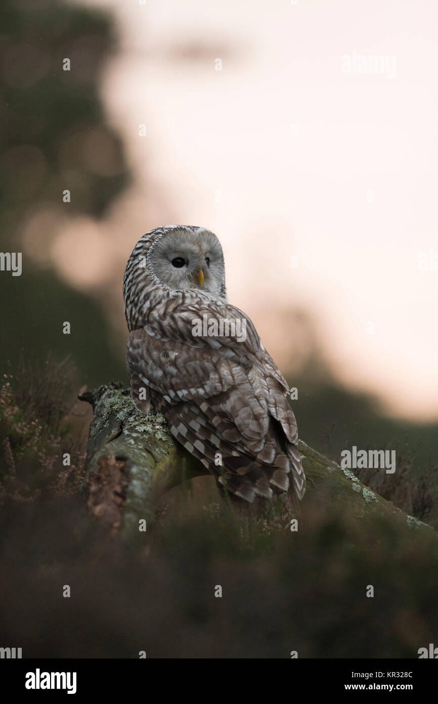 Ural Owl / Habichtskauz ( Strix uralensis ) arroccato su un pezzo di legno, circondato da boreale di sottobosco e di boschi, a guardare oltre la sua spalla, Europa Foto Stock