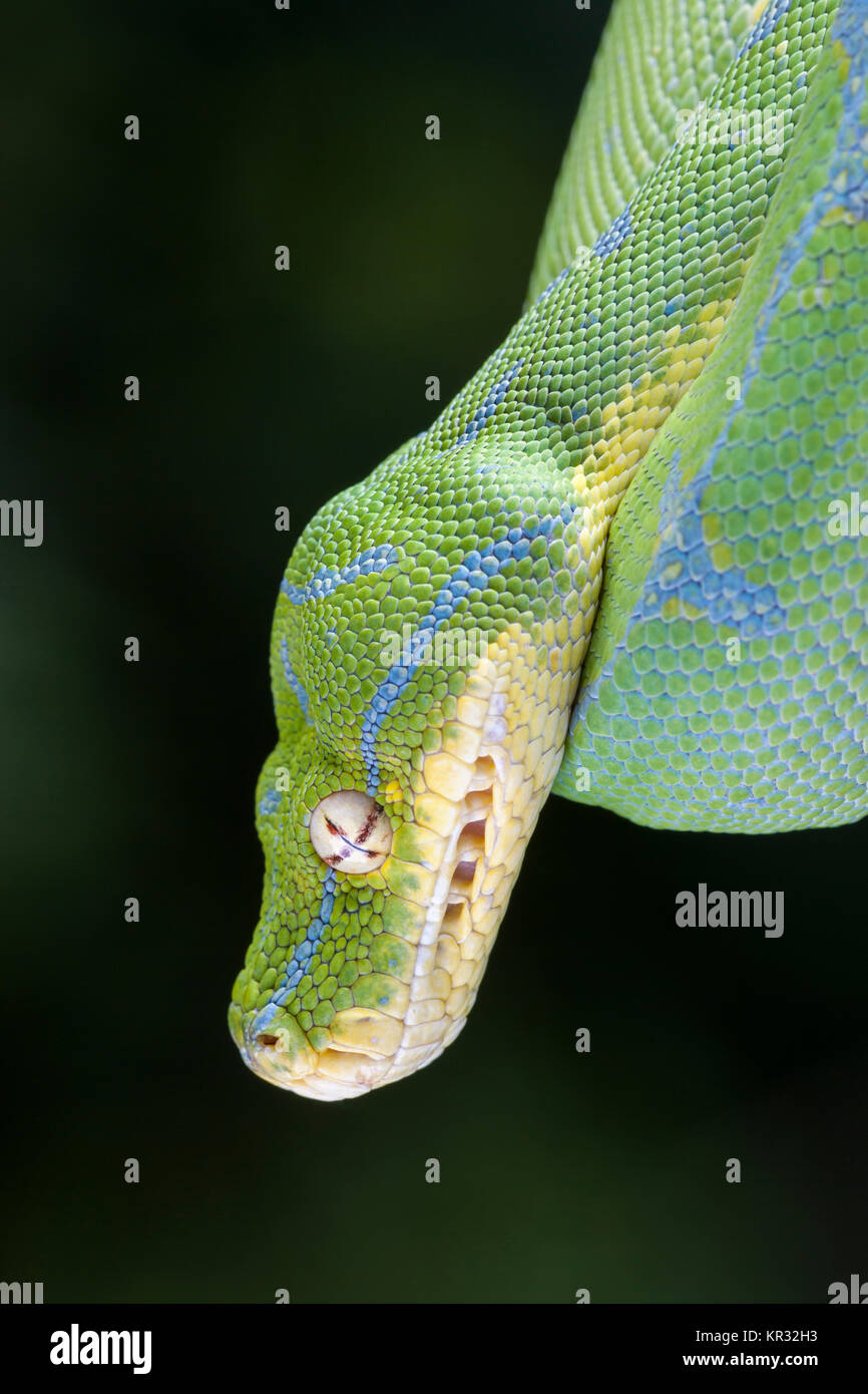 Green Tree Python (Morelia viridis) appesi sul ramo in attesa di prede. Foto Stock
