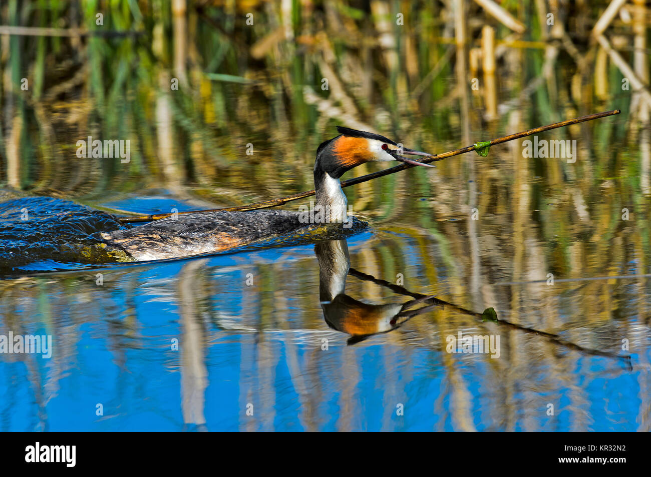 Svasso maggiore (Podiceps cristatus) portando il materiale di nidificazione per il nido, Paesi Bassi Foto Stock