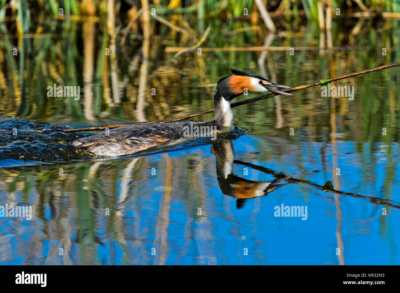 Svasso maggiore (Podiceps cristatus) portando il materiale di nidificazione per il nido, Paesi Bassi Foto Stock