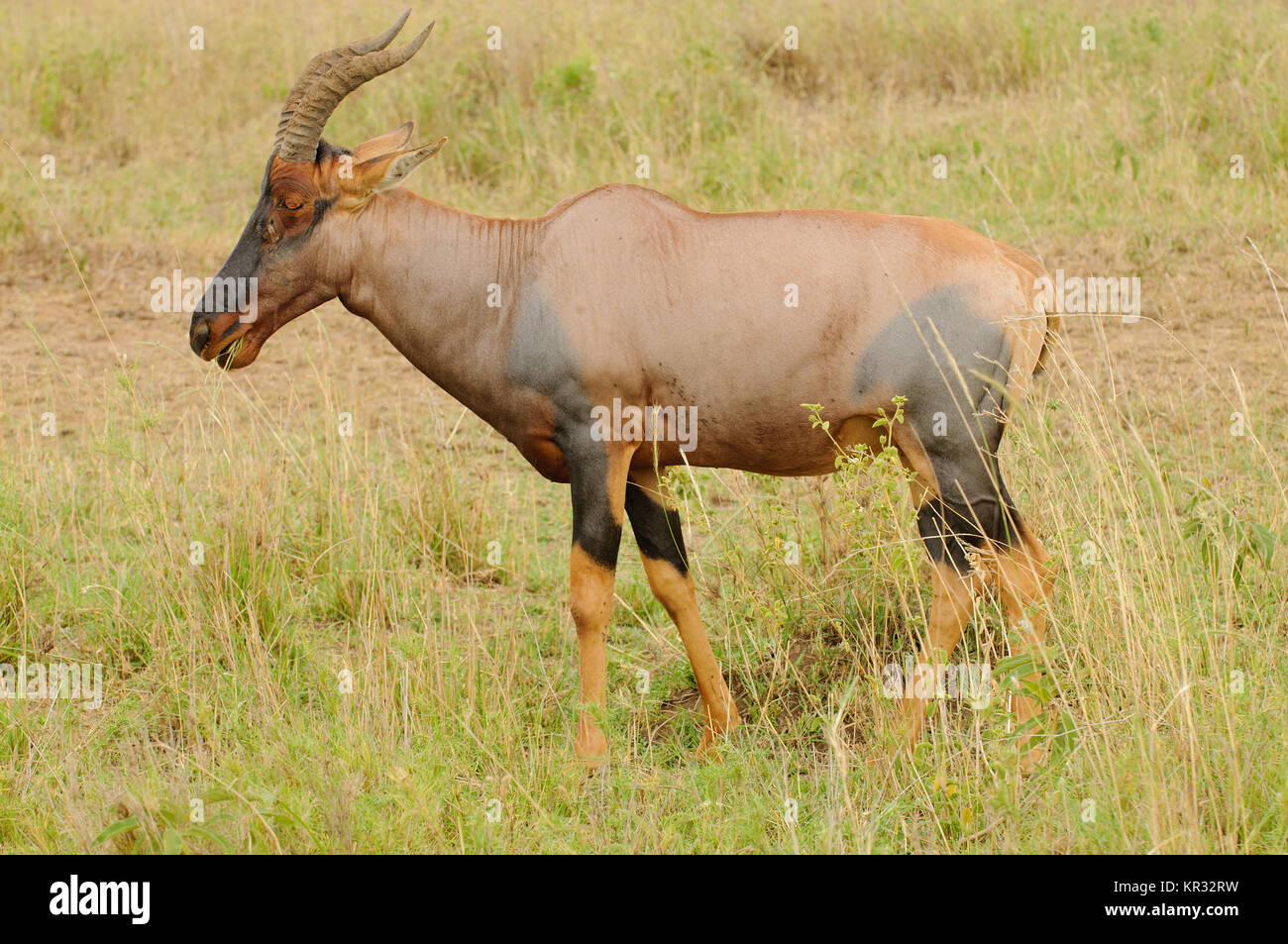 Primo piano di topi (nome scientifico: Damaliscus lunatus jimela o 'Nyamera' in Swaheli) immagine presa su Safari situato nel Parco Nazionale del Serengeti,Tanz Foto Stock