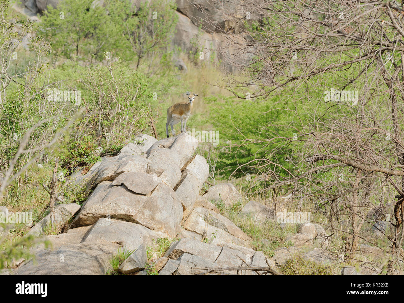 Klipspringer (nome scientifico: Oreotragus oreotragus , o 'Mbuzi Mawe' in Swaheli) immagine presa su Safari situato nel Parco Nazionale del Serengeti, tanza Foto Stock