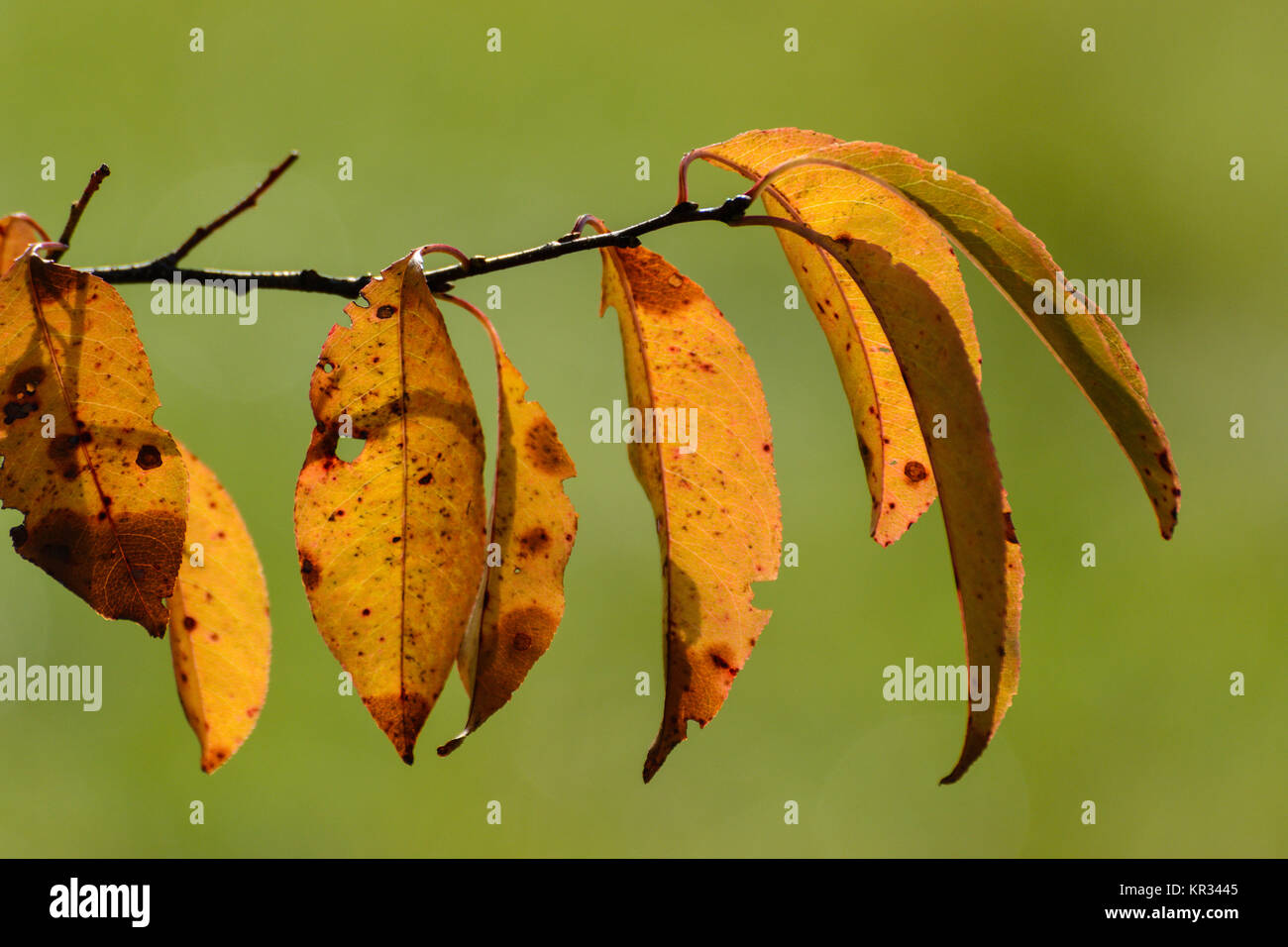 Fogliame di autunno Foto Stock