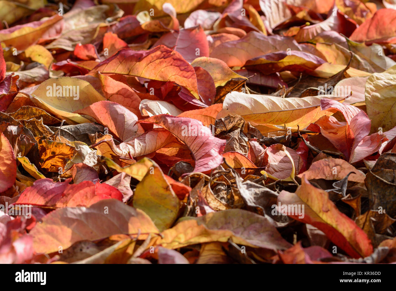 Fogliame di autunno Foto Stock