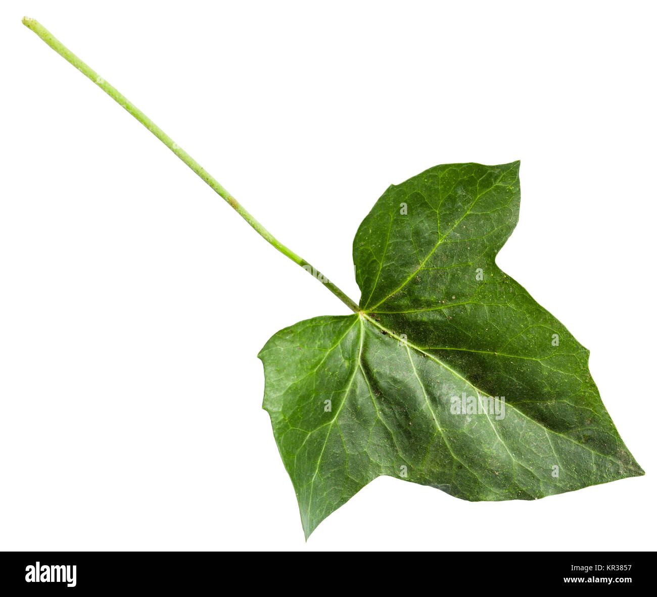 Verde foglia di hedera (ivy) impianto isolato Foto Stock