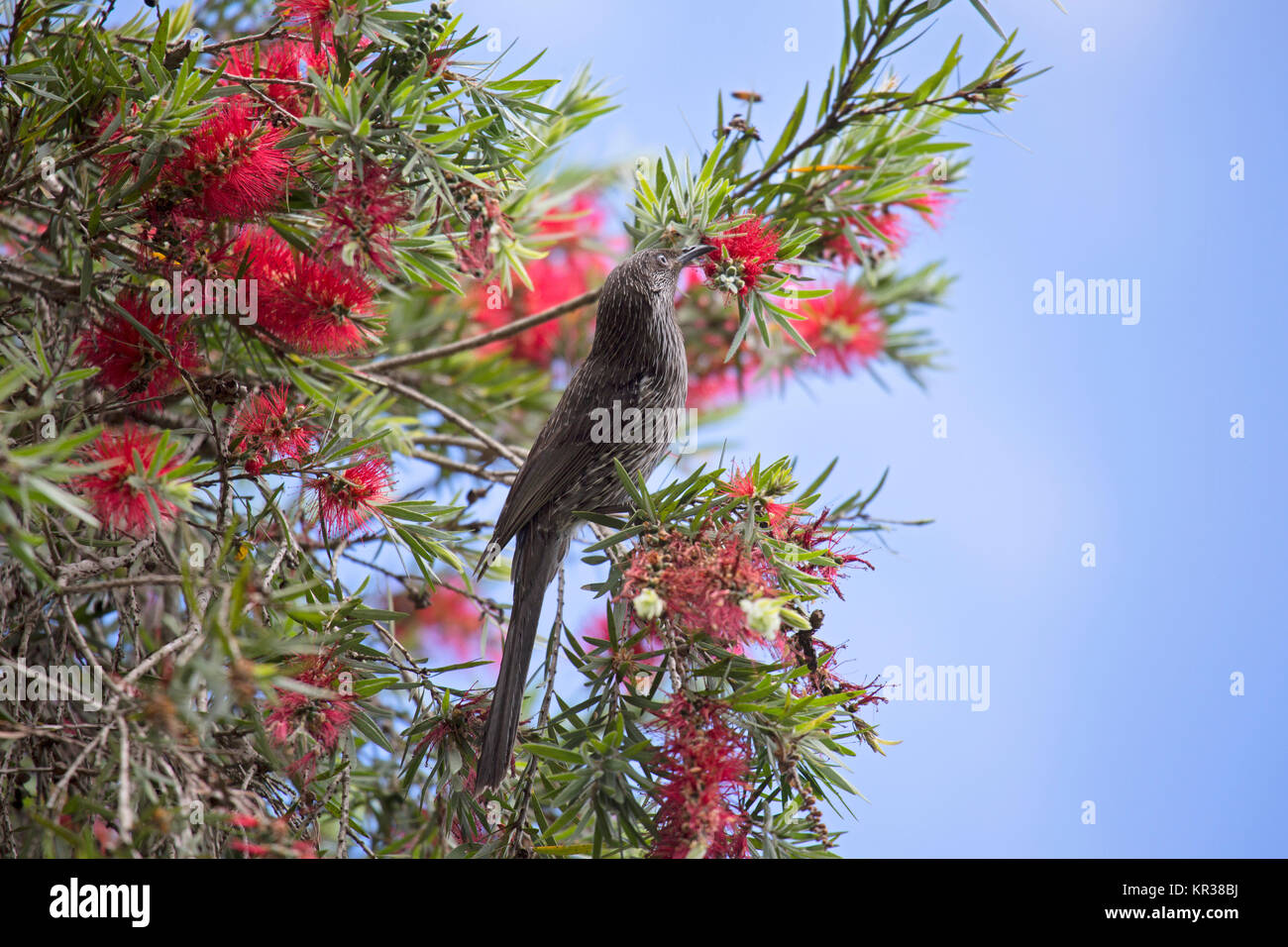 Piccolo uccello graticcio (Anthochaera chrysoptera) alimentazione in una bottiglia di spazzola (Callistemon). Foto Stock