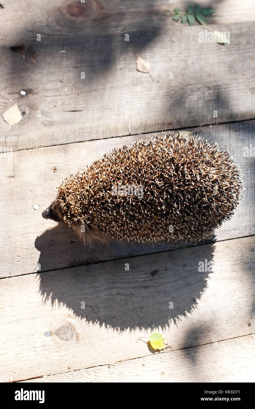 Closep hedgehog con il suo divertente ombra sul pavimento in legno sfondo Foto Stock