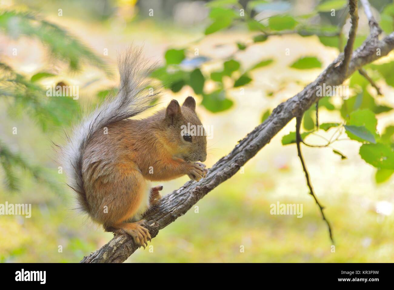 Scoiattolo carino mangiare un dado Foto Stock