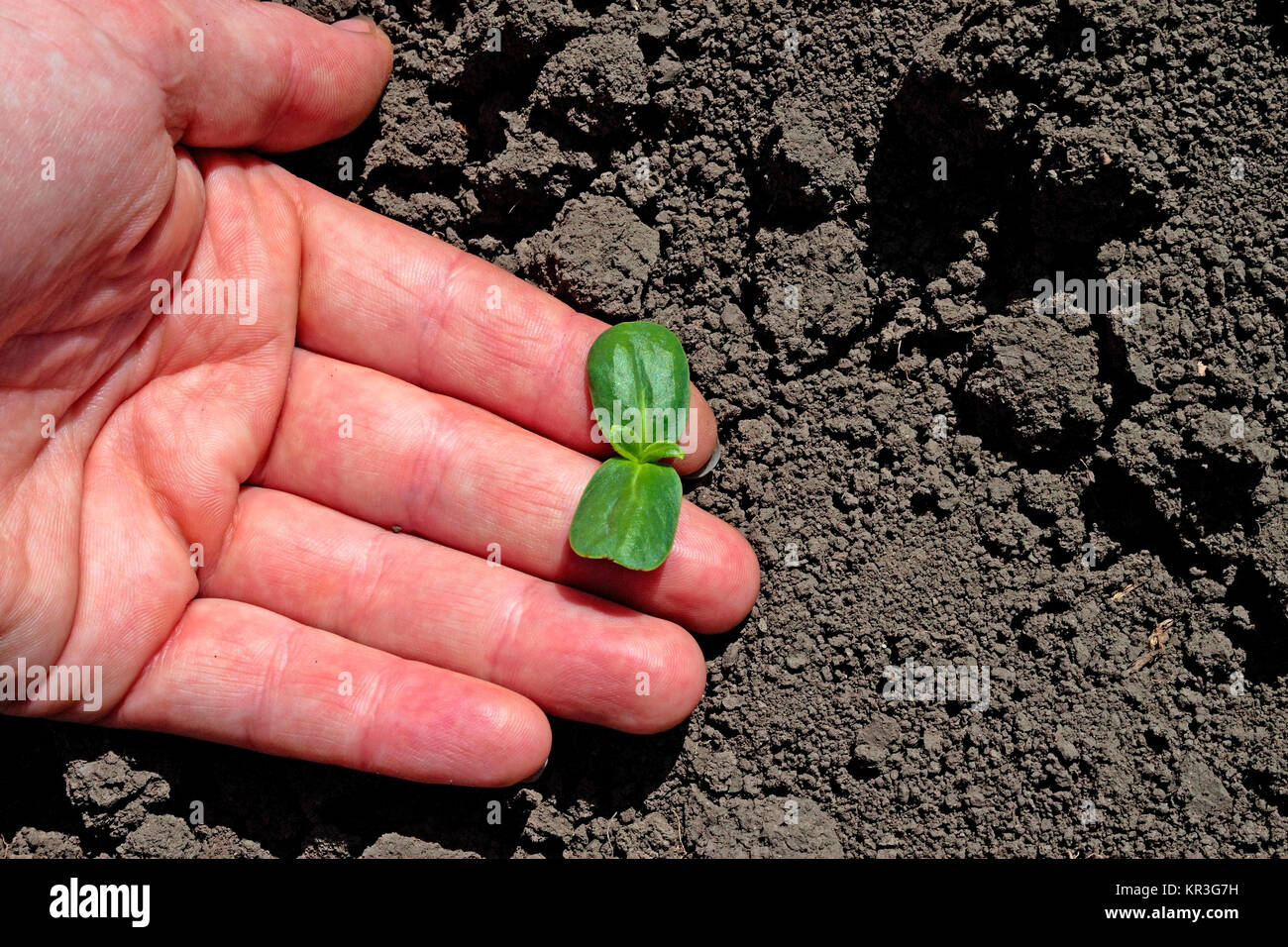 Mani e la cura di una giovane pianta verde Foto Stock