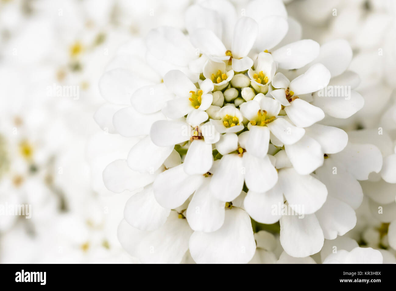 Fiore bianco Foto Stock