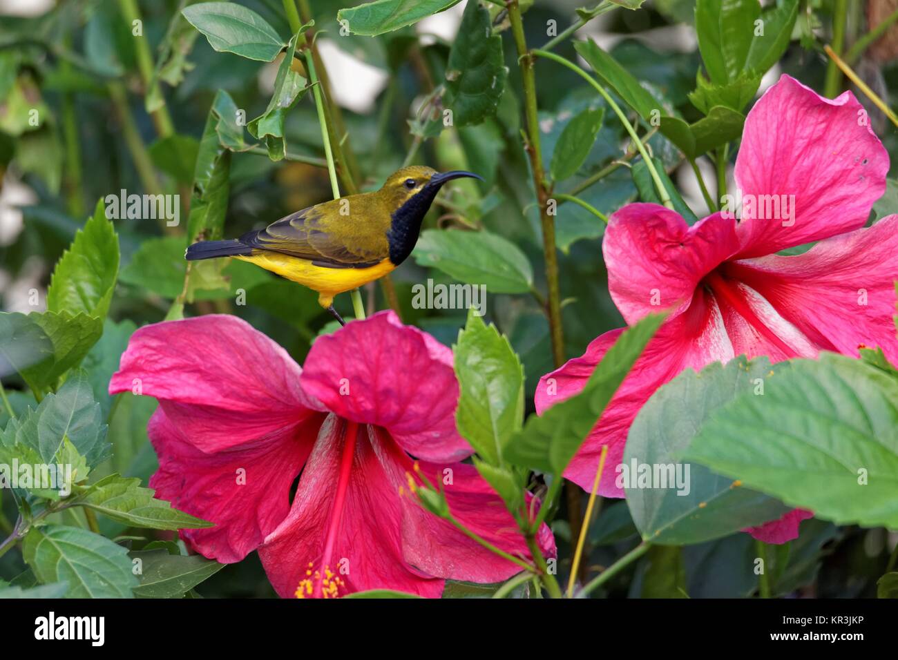 Verde schiena sunbird Foto Stock