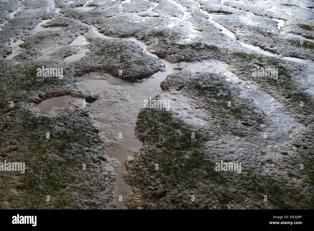 Mudflat sulla costa, Kent. Un altamente produttivo depositi sedimentari principalmente di limi e argille con un elevato contenuto organico. Foto Stock