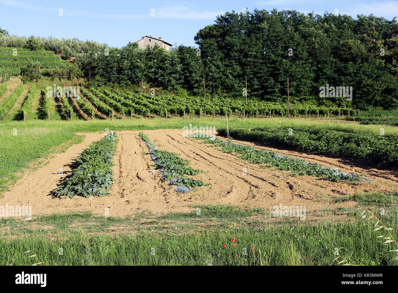 Verdure e uva in Toscana in Italia Foto Stock