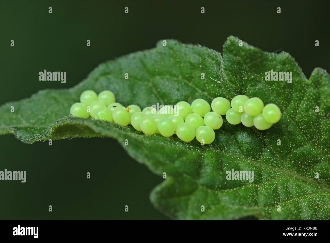 Nido di green stink bug (palomena prasina) sulla foglia di pomodoro Foto Stock