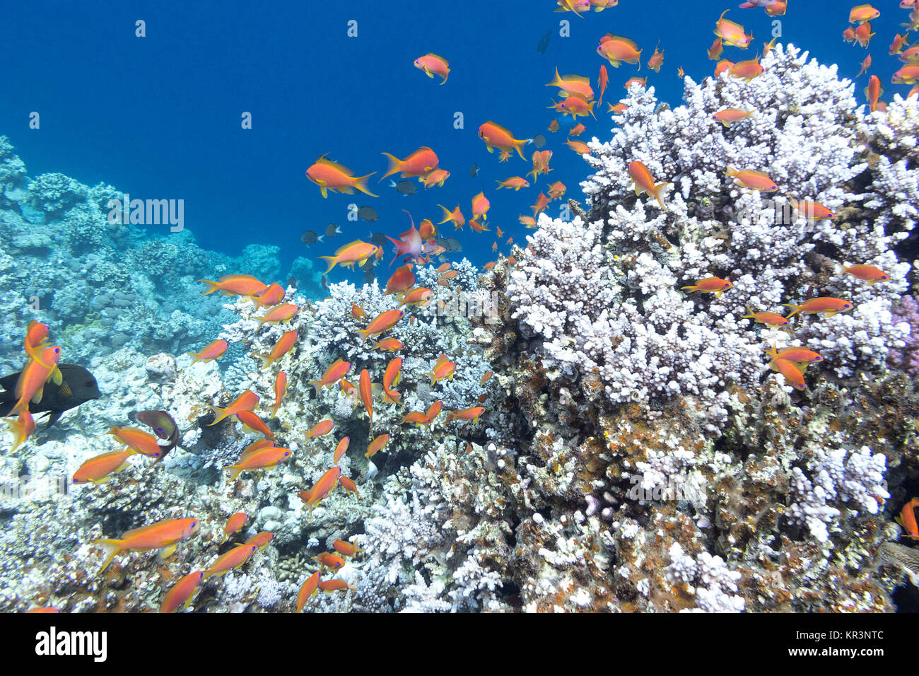 Colorata barriera corallina con banchi di pesci scalefin anthias in mare tropicale, sott'acqua. Foto Stock