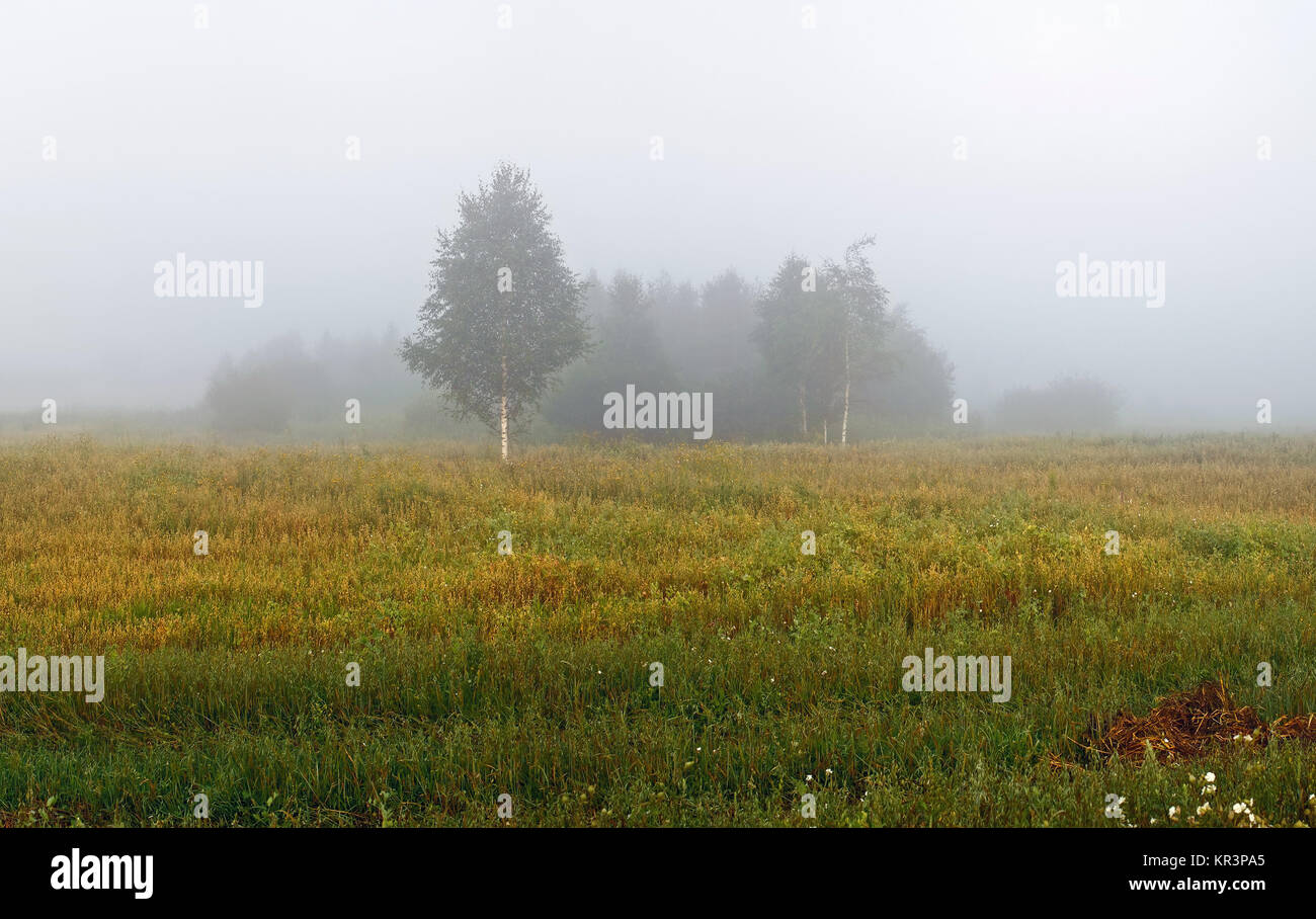 La nebbia sul campo Foto Stock
