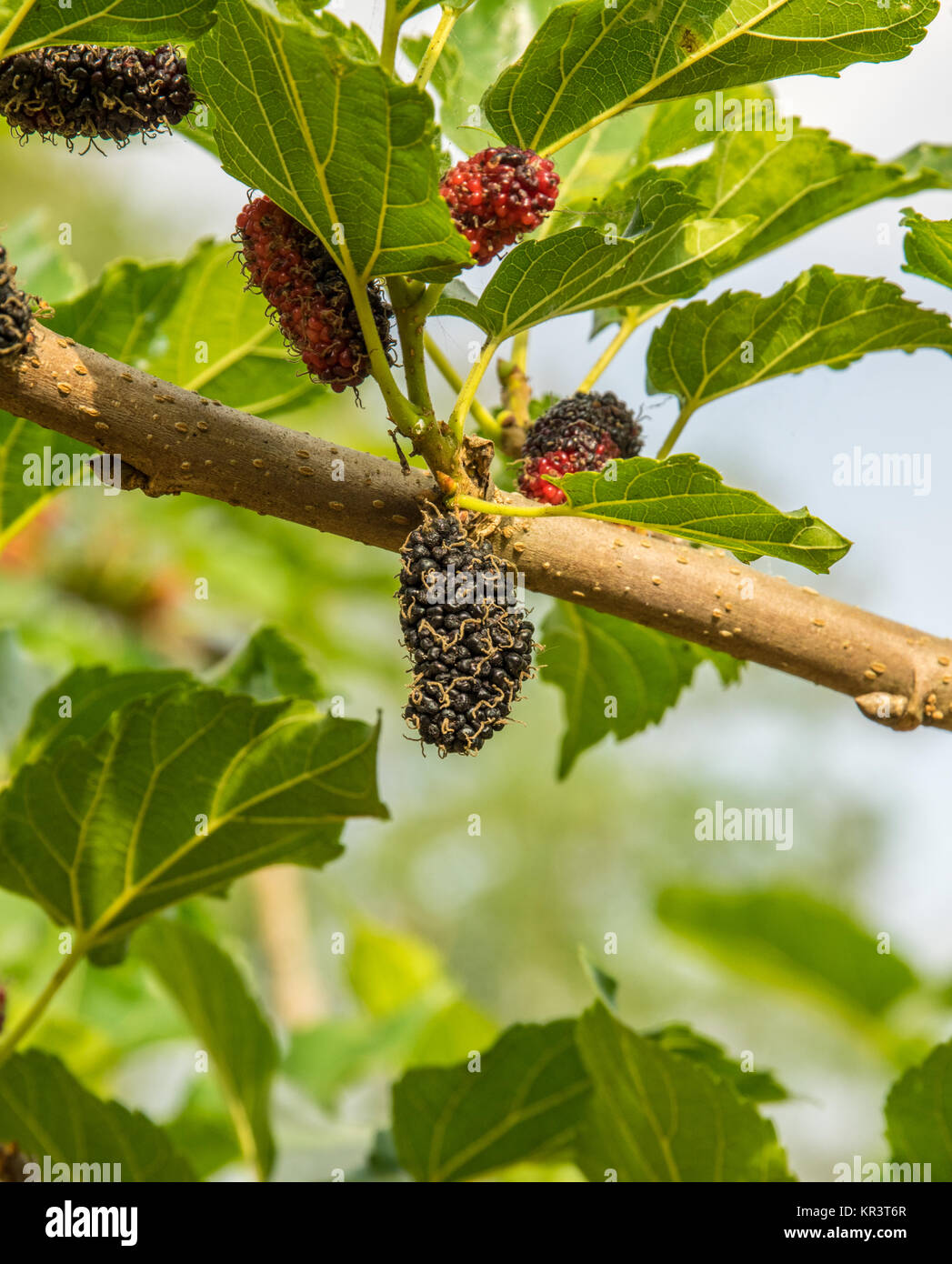 Mature gelsi appeso su un ramo Foto Stock