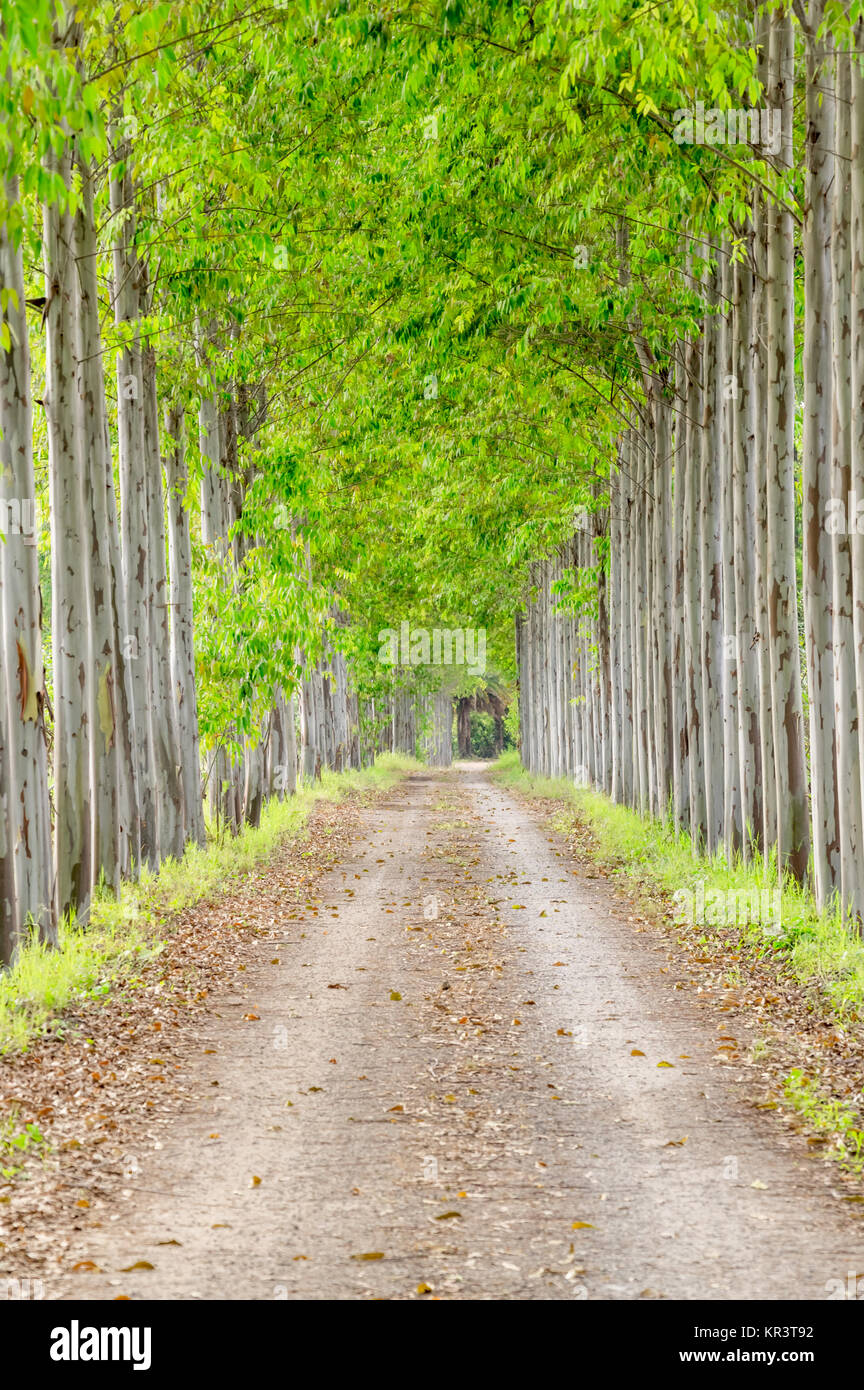 Strada sterrata rivestita con gomma dritto alberi Foto Stock