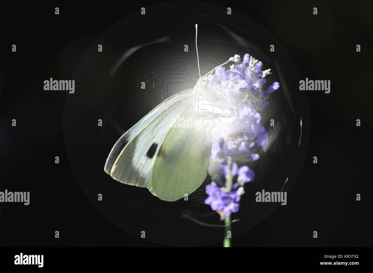 Falene alla luce Foto Stock