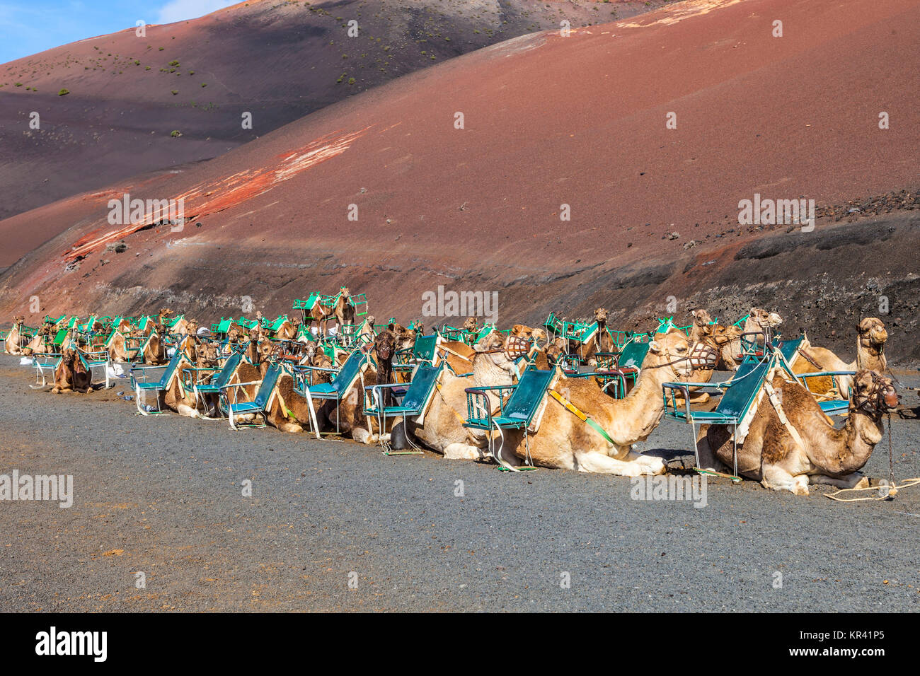 Cammelli al Parco Nazionale di Timanfaya attendere per i turisti per un tour guidato Foto Stock