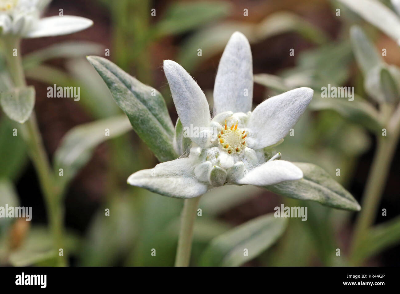 Edelweiss alpina Leontopodium nivale Foto Stock