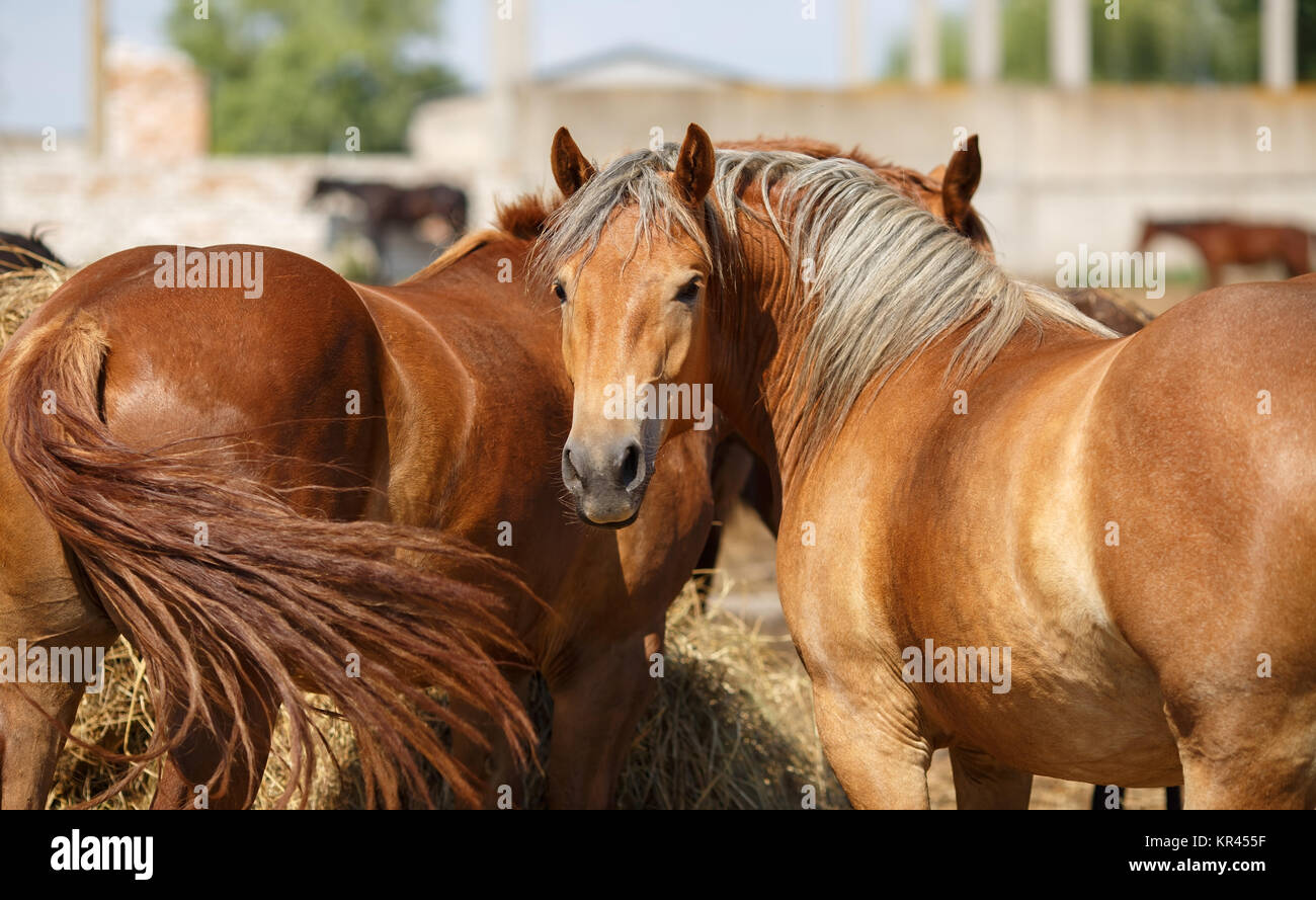 Cavalli e fieno Foto Stock