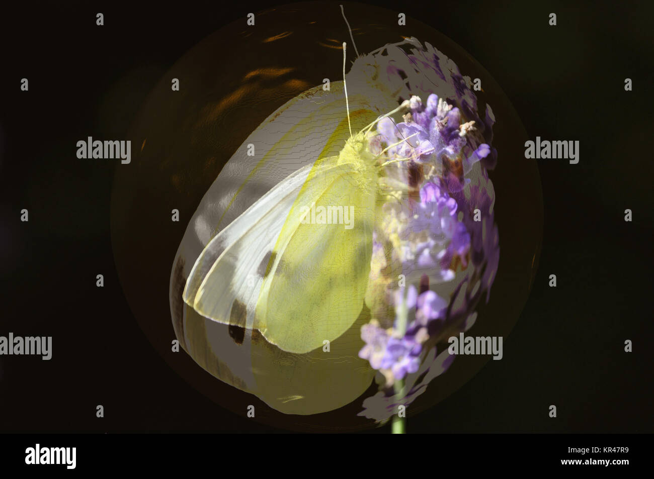 illuminazione digitale con falena e lavanda Foto Stock