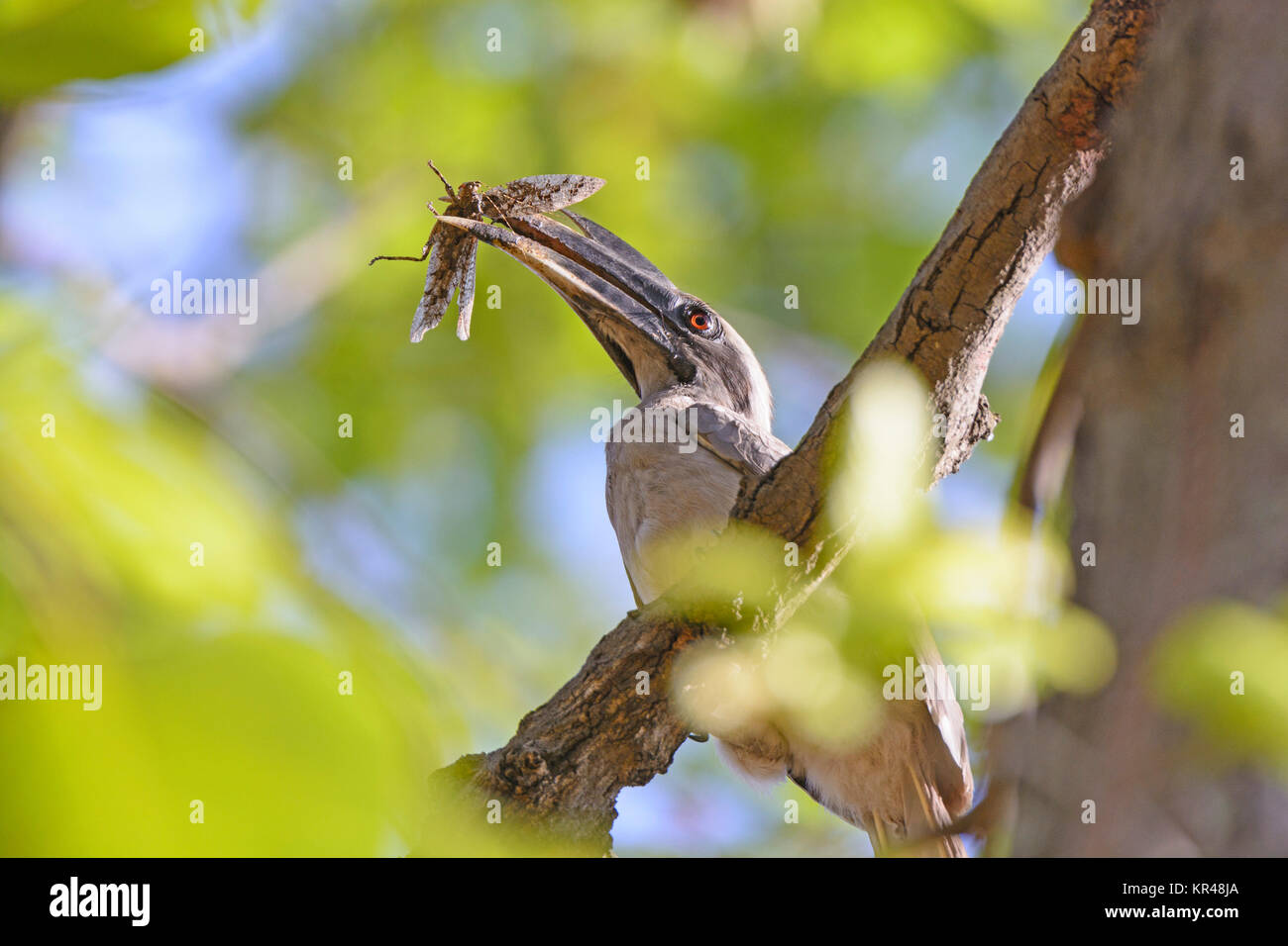Indiano Hornbill grigio con una cavalletta nella sua Bill Foto Stock