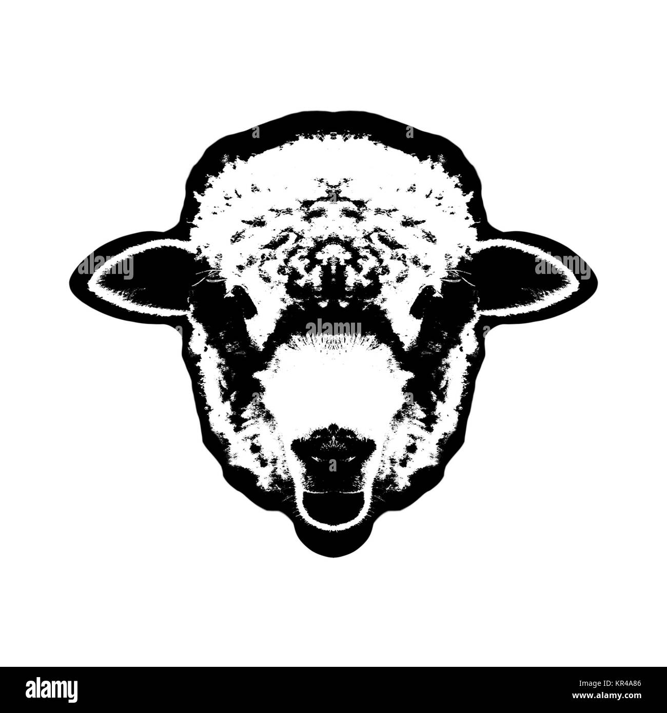 Pecore in natura in Azuay, Ecuador Foto Stock