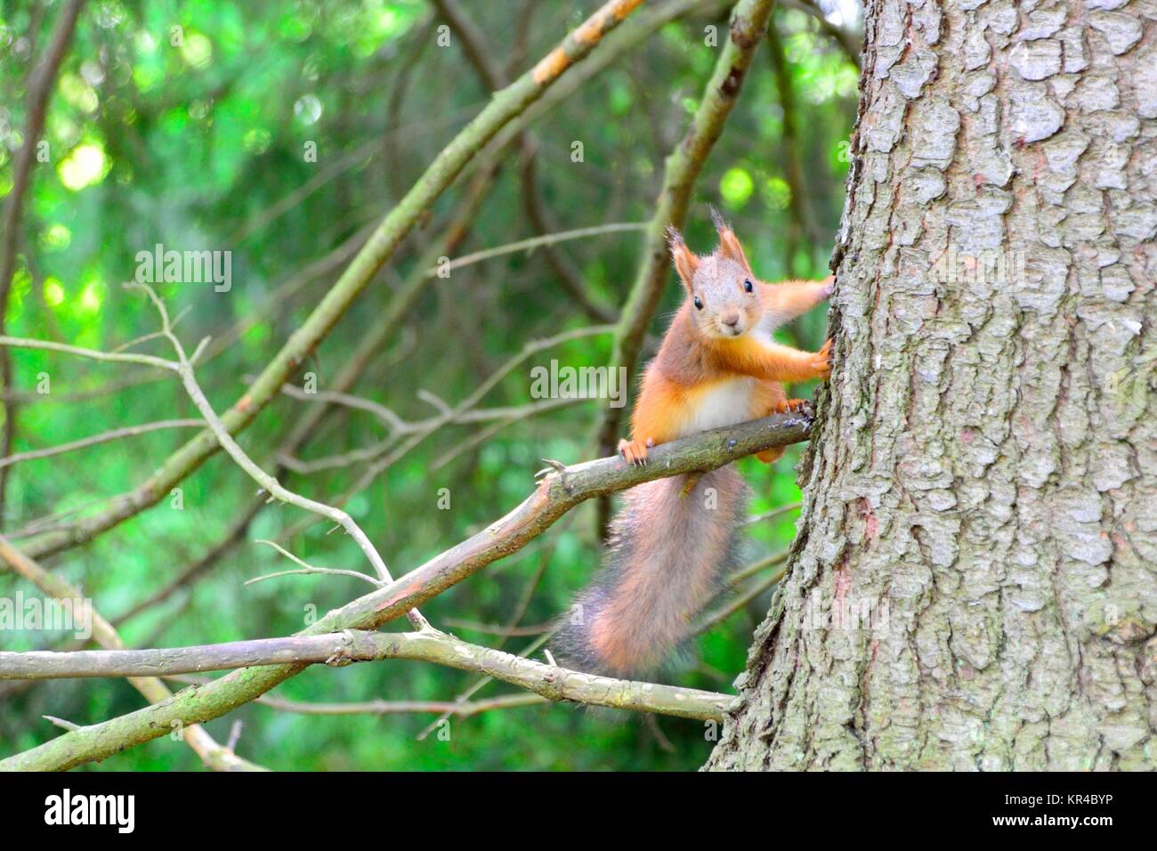 Scoiattolo carino con un divertente pongono Foto Stock