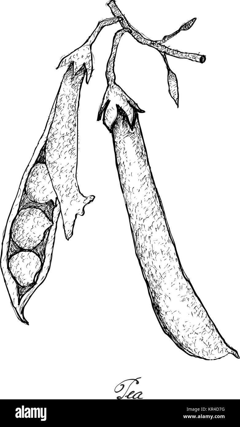 Insalata di verdure, illustrazione di mano il bozzetto freschi e deliziosi pisello verde impianto isolato su sfondo bianco. Illustrazione Vettoriale