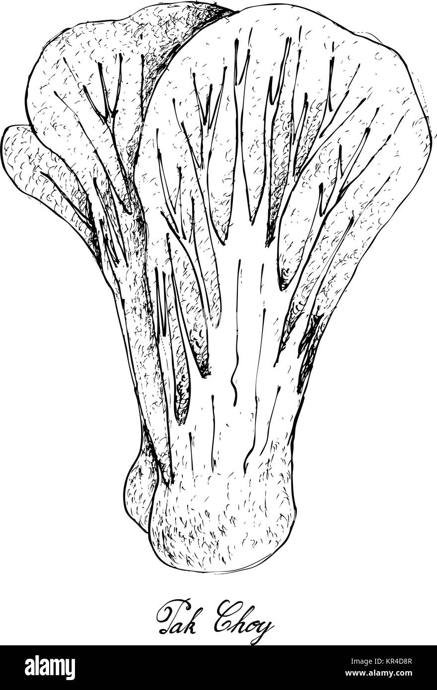 Insalata di verdure, illustrazione di mano il bozzetto freschi e deliziosi Paracress verde e Pak Choy impianti isolati su sfondo bianco. Illustrazione Vettoriale