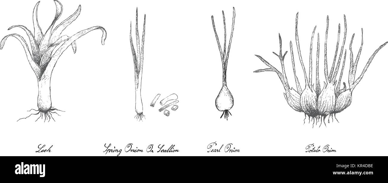 La lampadina e il gambo vegetale, Illustrazione disegnata a mano schizzo di porri freschi, cipolline, patata la cipolla e lo scalogno per la stagionatura in cottura. Isolato su bianco Illustrazione Vettoriale