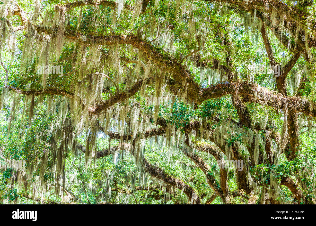 Dettaglio della splendido Oak Alley in Carolina del Sud Foto Stock