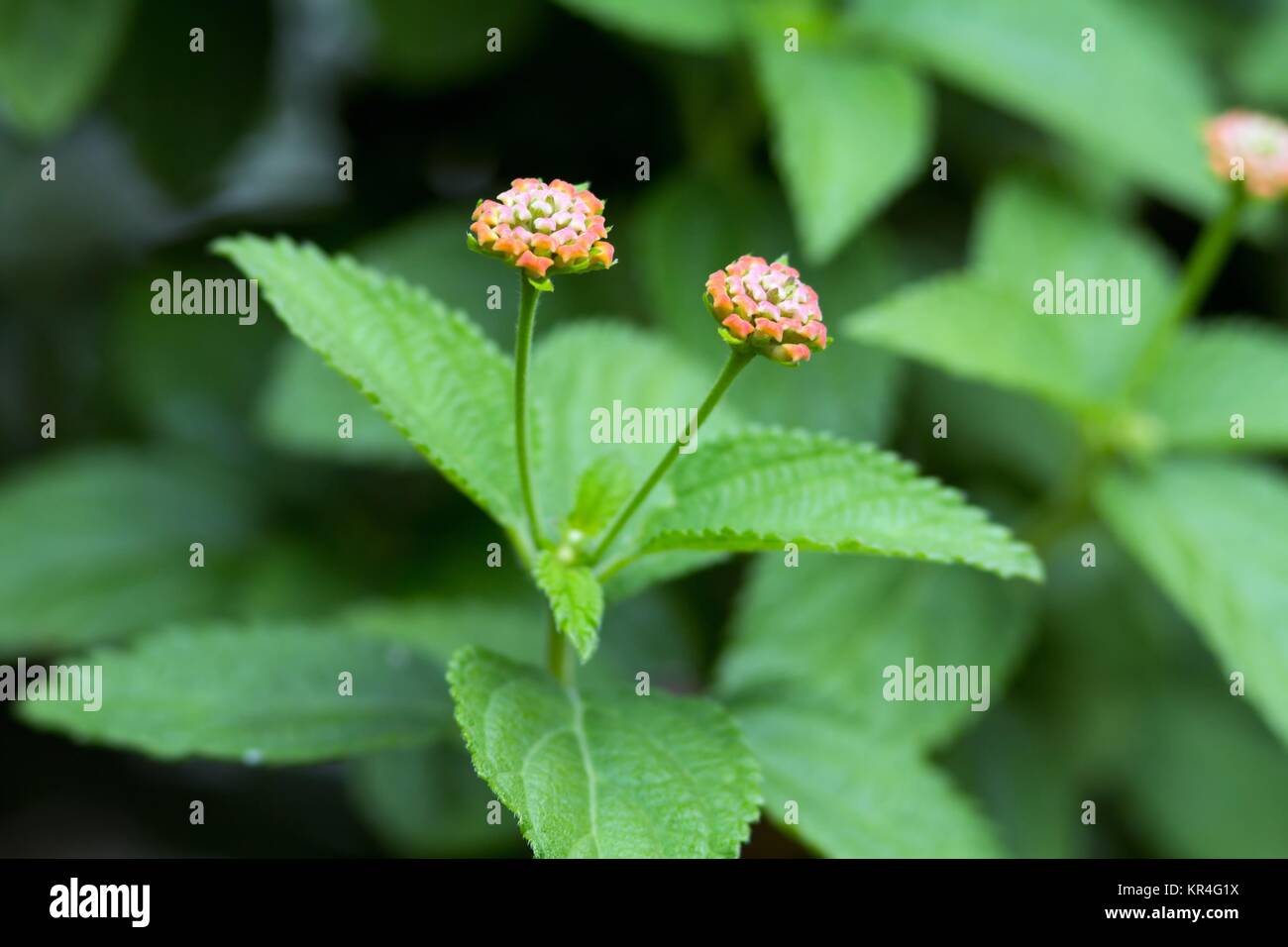 / Lantana lantana camara Foto Stock