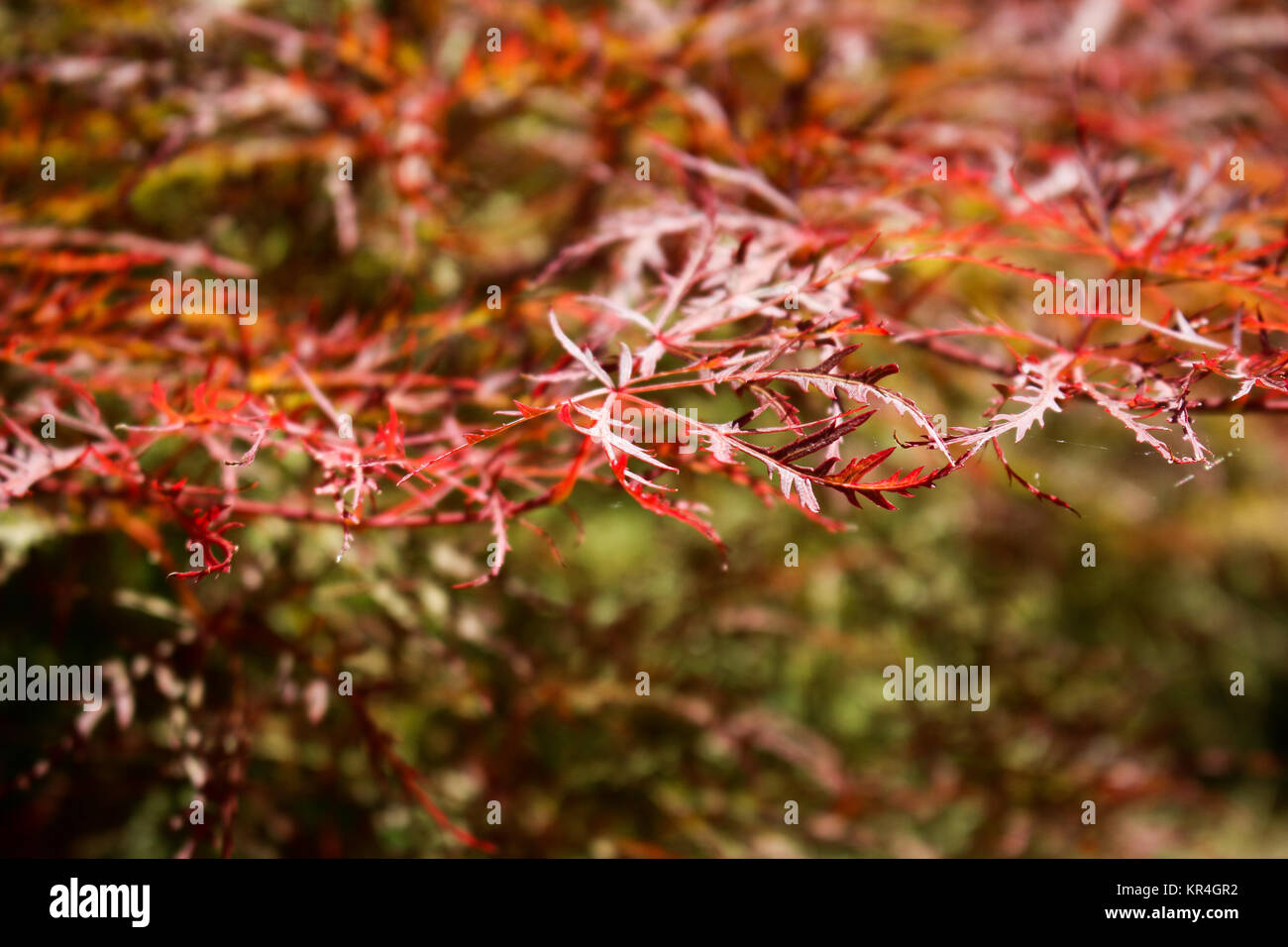 Morbido e caldo lascia Foto Stock