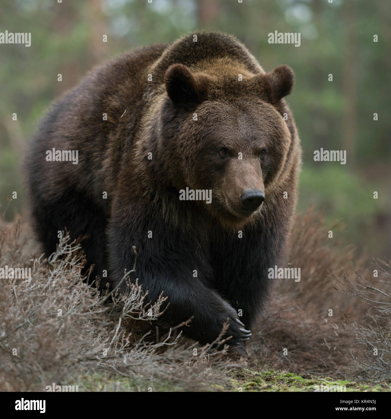 Orso bruno / Braunbär ( Ursus arctos ) a piedi attraverso gli arbusti in una foresta, guarda arrabbiato, pericoloso incontrare, enormi zampe, frontale side shot, l'Europa. Foto Stock