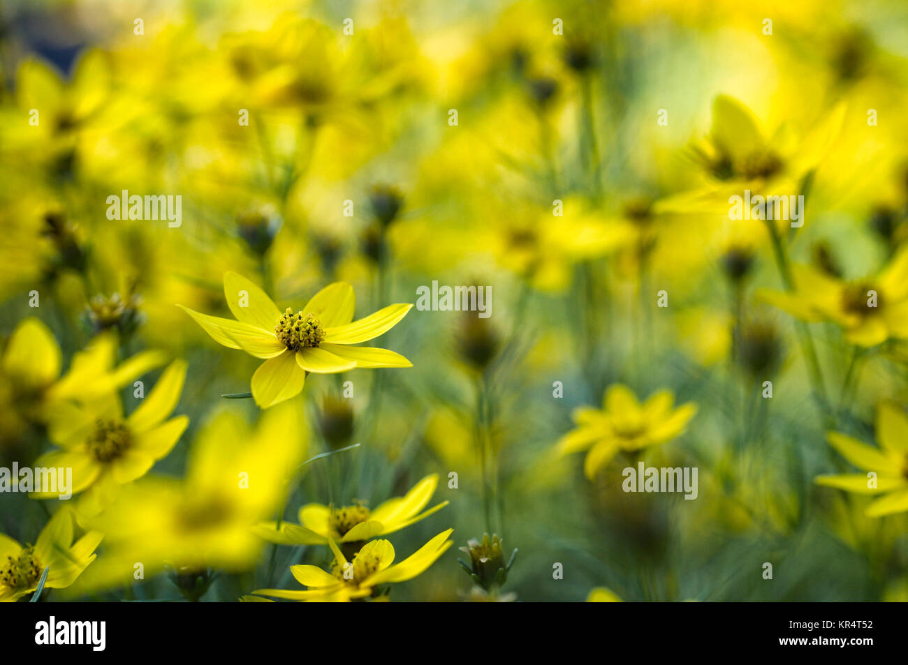 Campo di fiori gialli.. Foto Stock