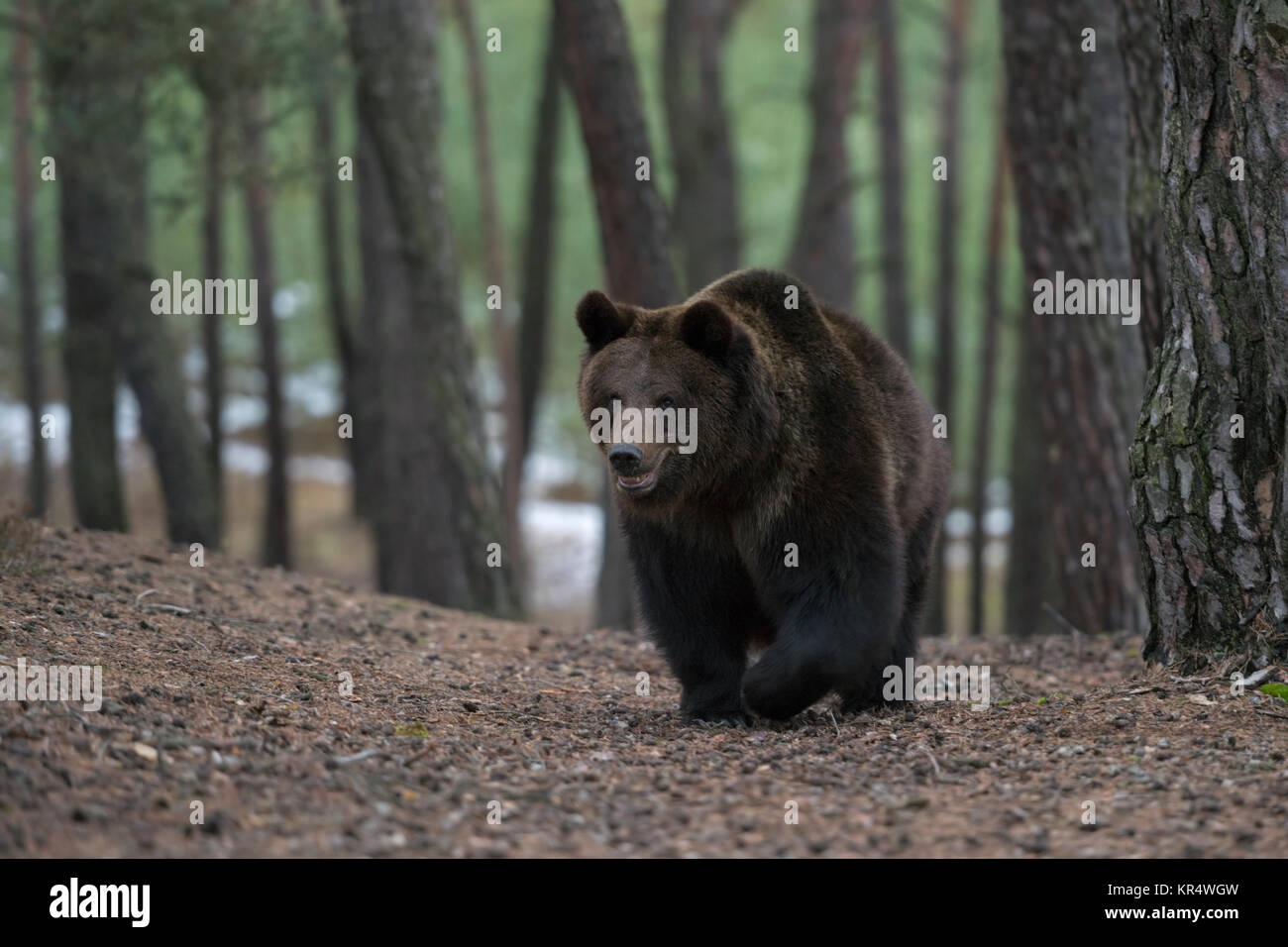 Eurasian orso bruno / Europaeischer Braunbaer ( Ursus arctos ) passeggiate, arrivando fino alla cima di una collina in una foresta, sembra curioso, Scatto frontale, l'Europa. Foto Stock
