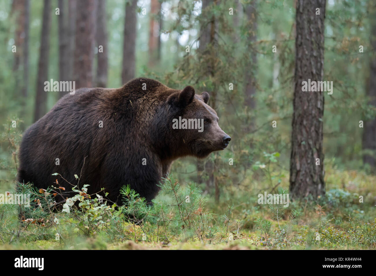 Eurasian orso bruno / Braunbaer ( Ursus arctos ), i giovani adulti, camminando attraverso il sottobosco di una foresta boreale, l'Europa. Foto Stock