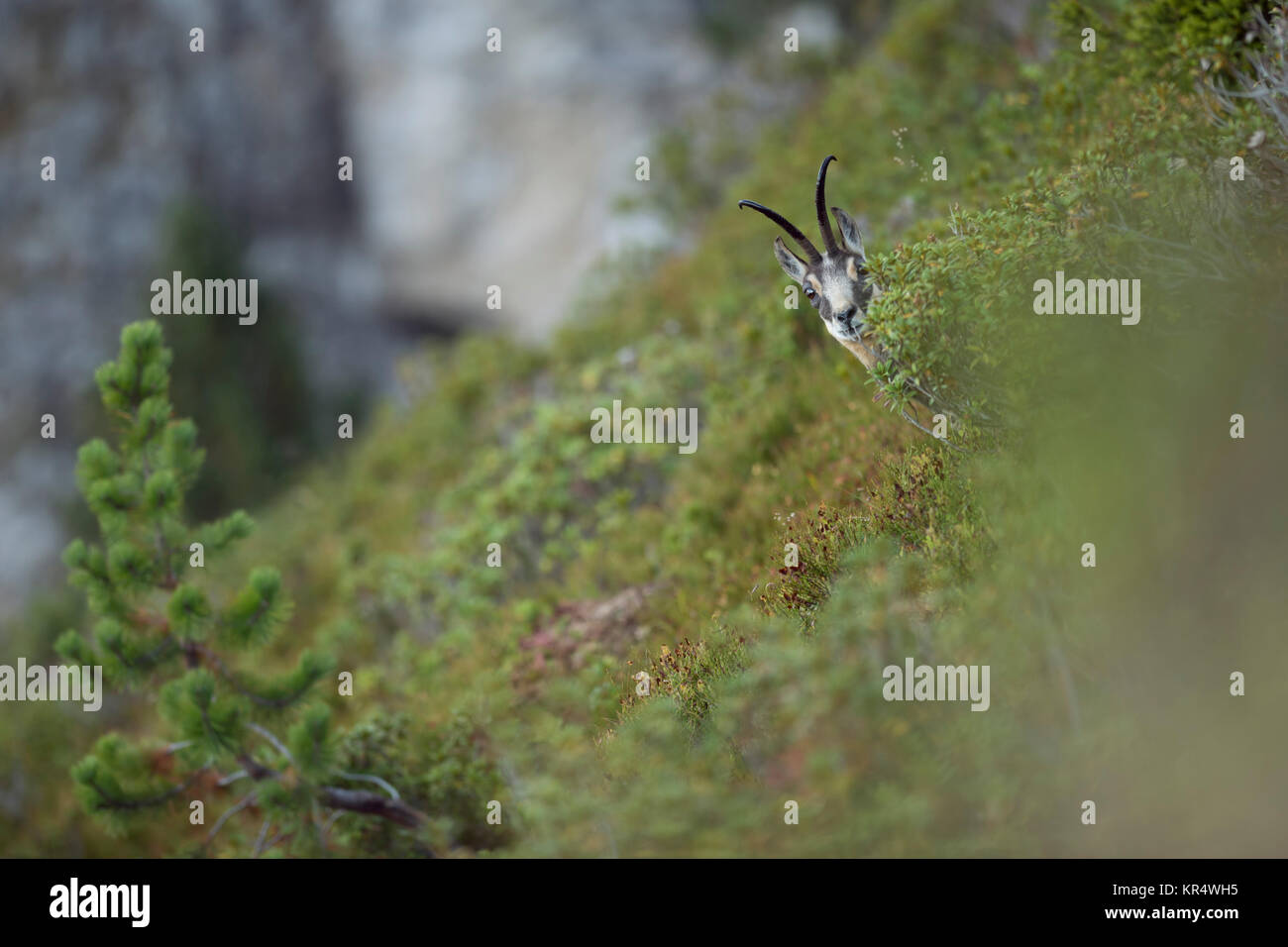 Il camoscio / Gaemse ( Rupicapra rupicapra ), maschio adulto, nascondere, guardando al di fuori della tipica vegetazione alpina, arbusto, in corrispondenza di un ripido pendio nelle alpi svizzere, Europa Foto Stock
