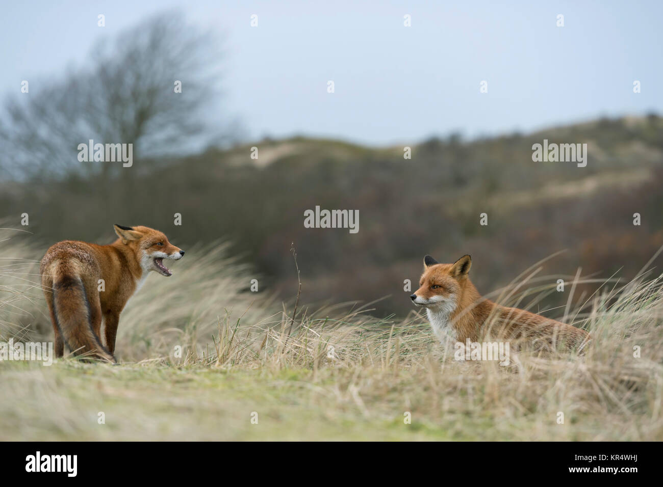 Red Fox / volpe ( Vulpes vulpes ), coppia, coppia, incrocio incontro sulla sommità di una piccola collina, verificando ogni altro, durante la stagione di accoppiamento, la fauna selvatica, Europa Foto Stock