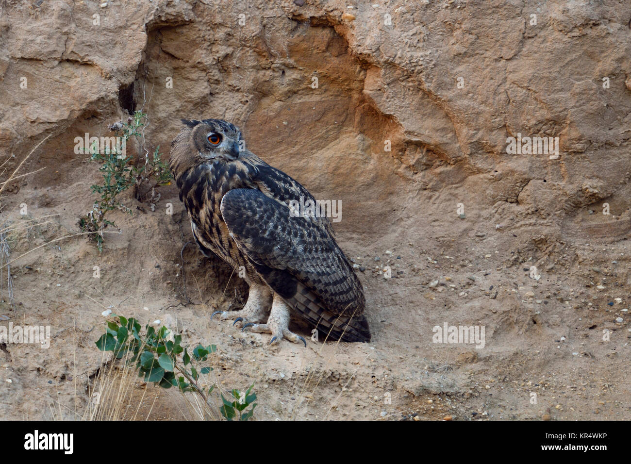 Gufo reale (Bubo bubo ), giovani bird, sorge su una scogliera battuta in una buca di sabbia, guardando indietro, gambe forti, artigli affilati, fauna selvatica, l'Europa. Foto Stock